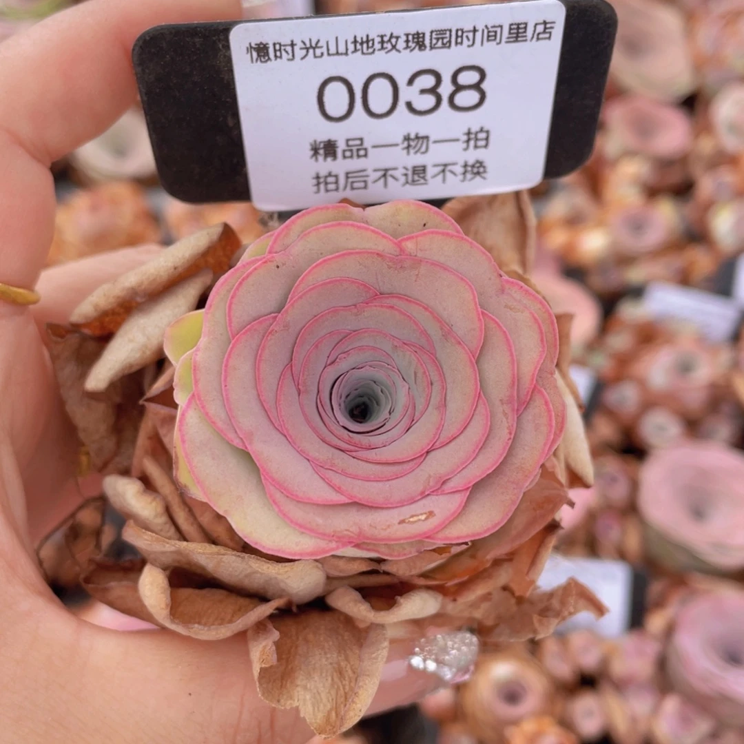 山地玫瑰0038裸根发货断枝不包损不售后