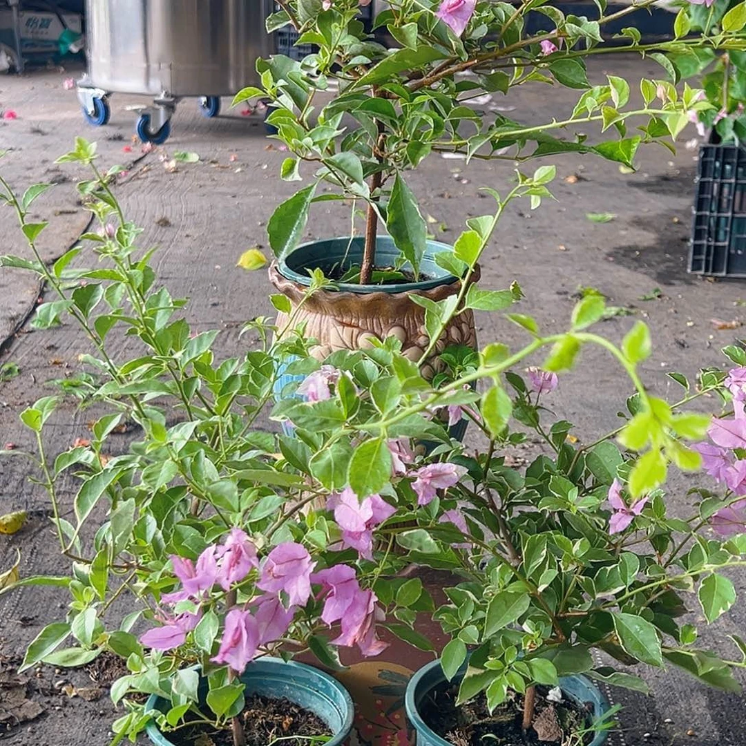 当前无花栽培后可以开花花叶雪紫掌中宝一棵