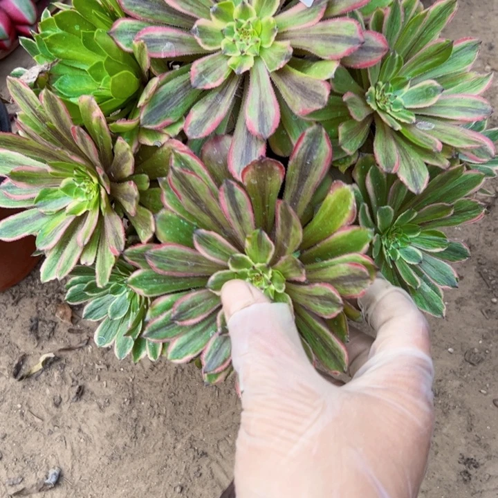 2982粉黛多肉植物法师