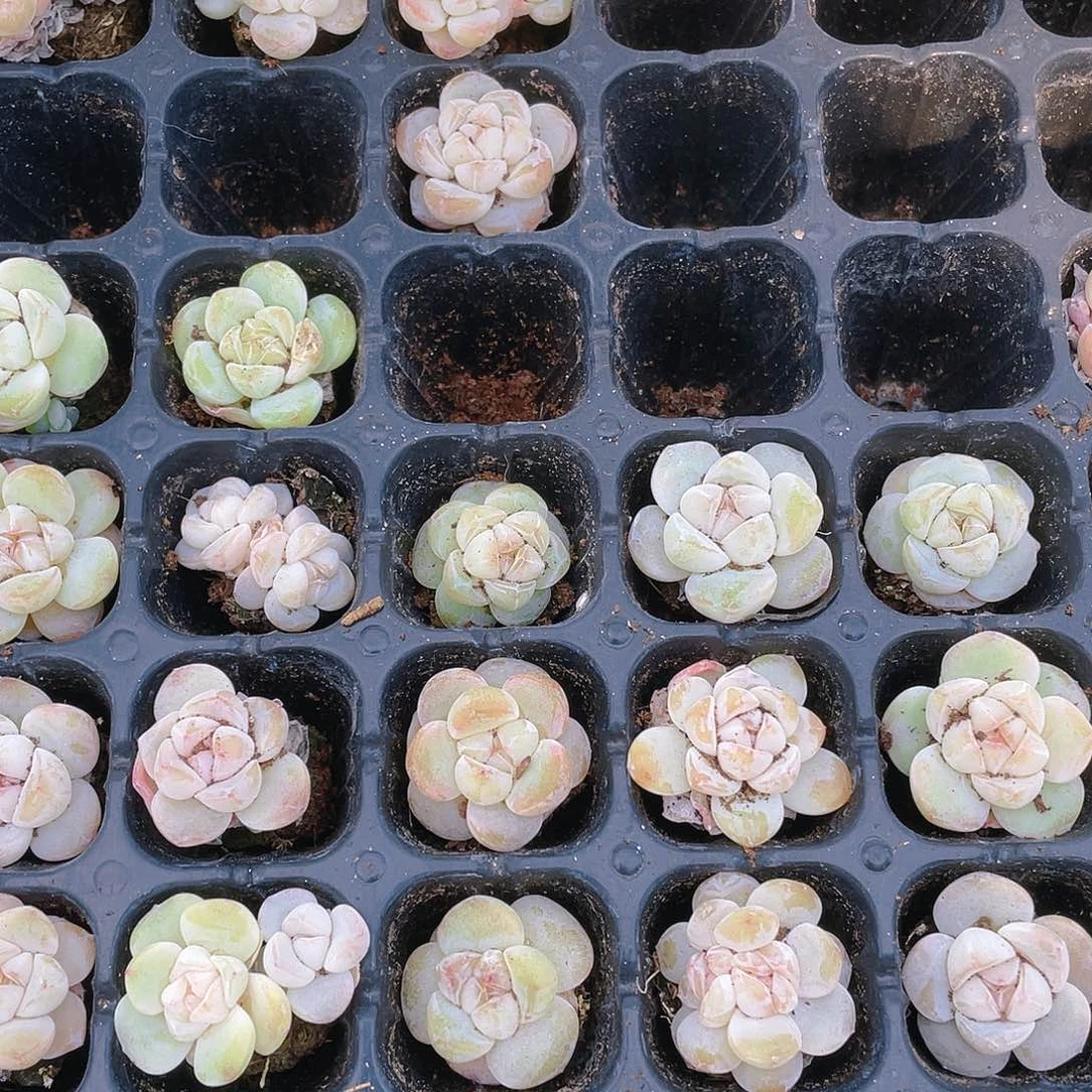 玉蝴蝶糖心穴一个满25包邮