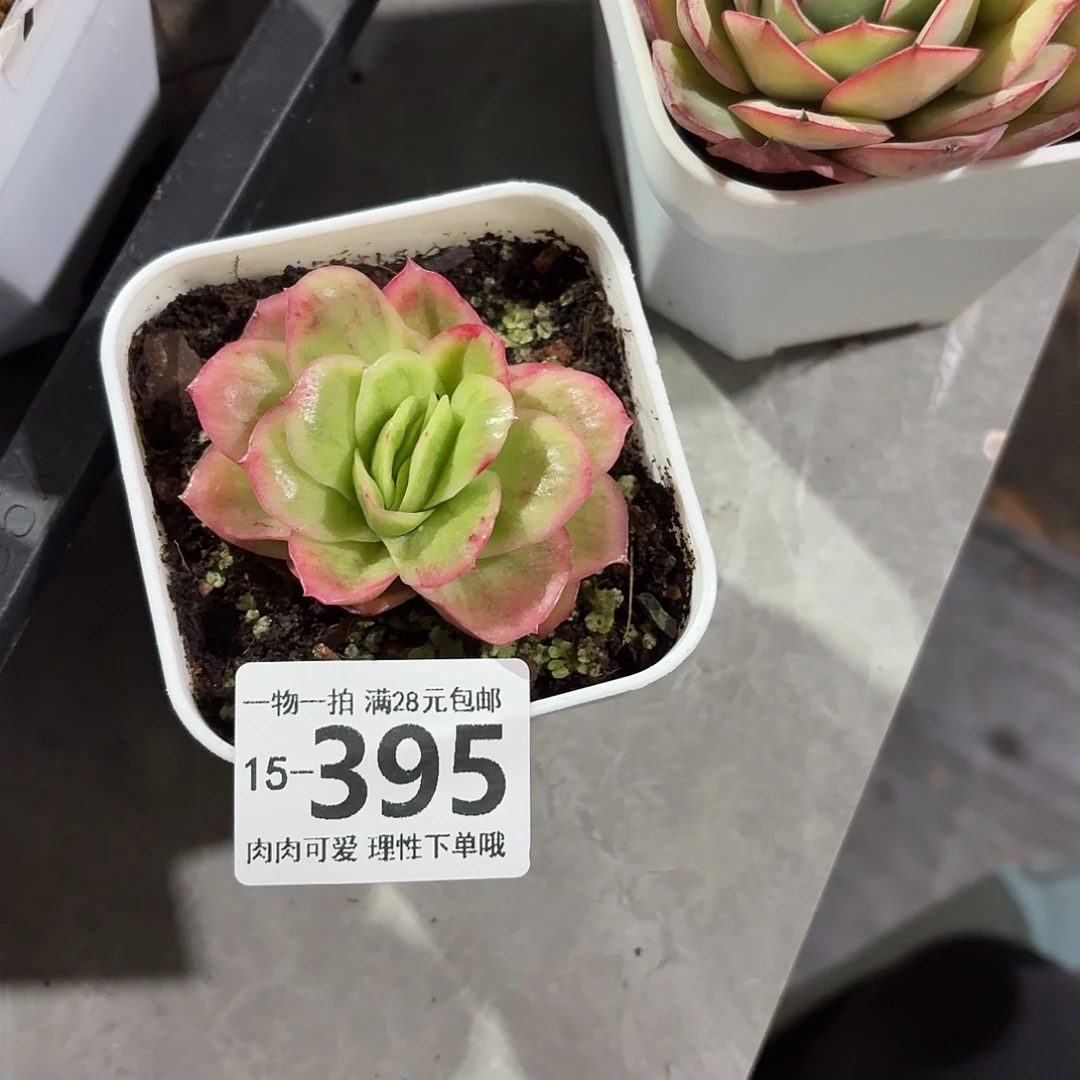 冰玫瑰无盆土发货无