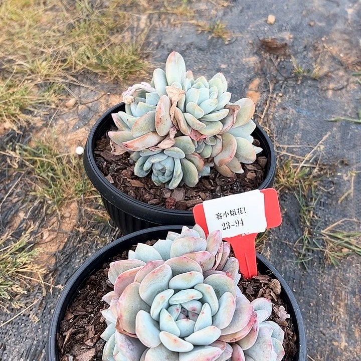 26.94石榴2个托土