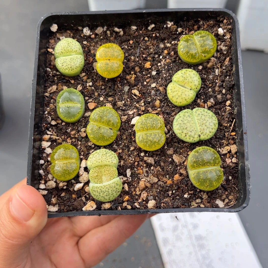 12.6好看的多肉脱土发货239