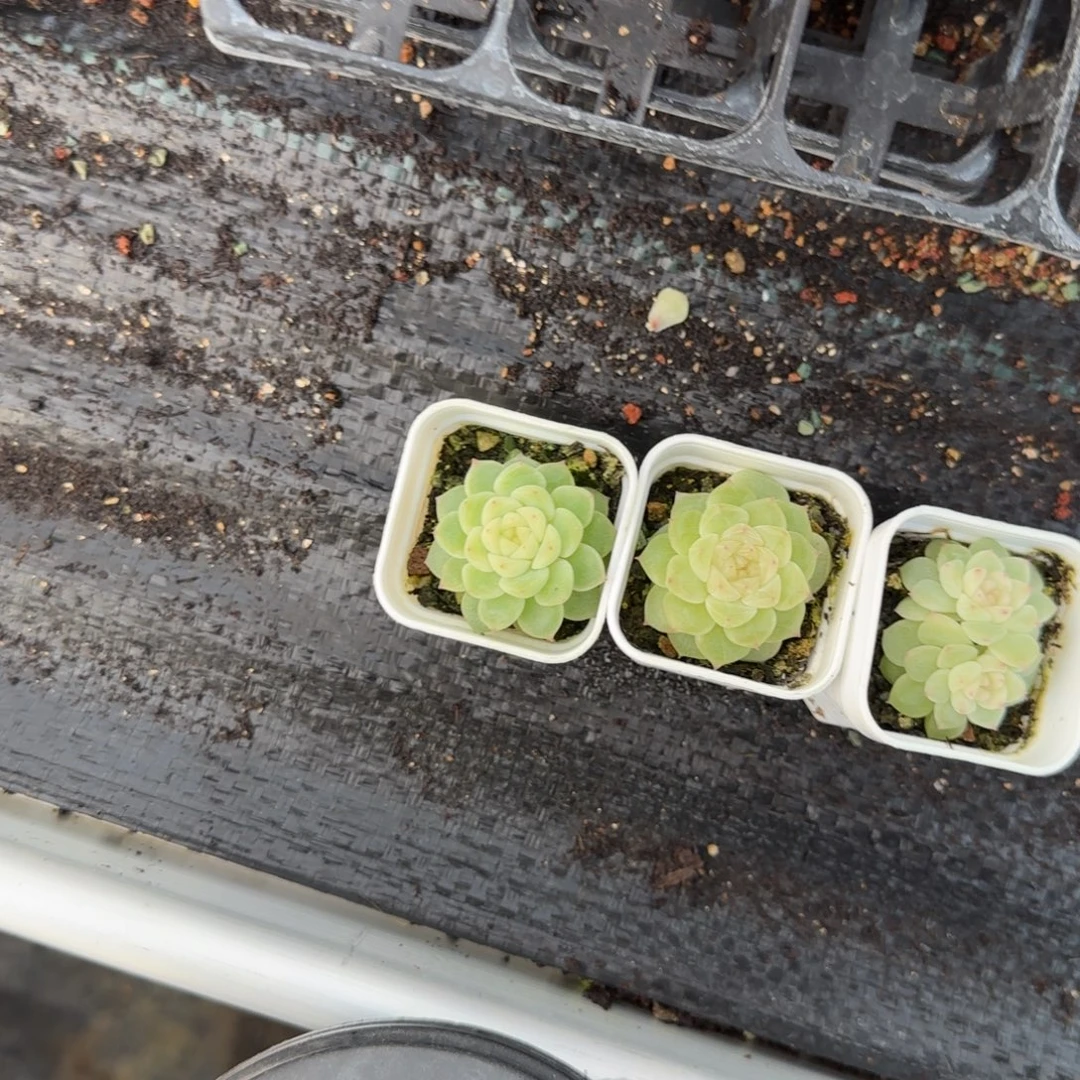 泼天盆4床一个满25包邮