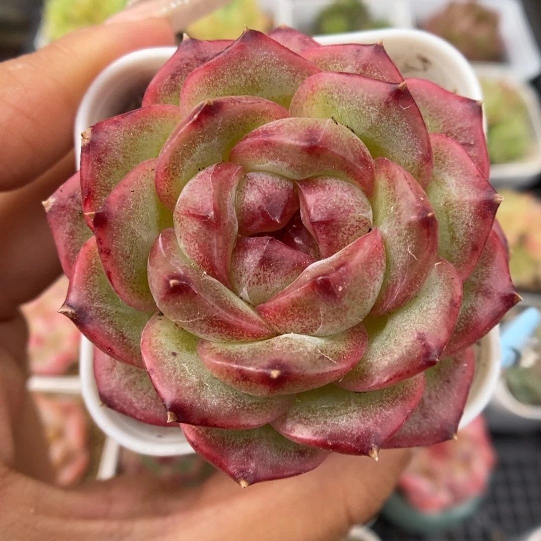 油透珍妮可拍。