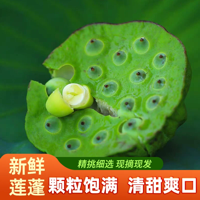 新鲜现摘莲蓬甜嫩莲子米生吃清香脆甜应季水果