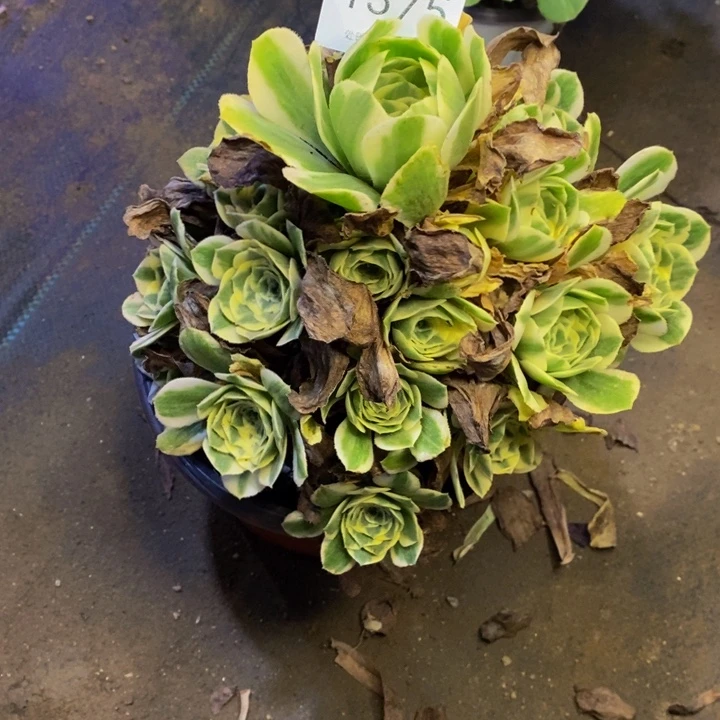 迈巴赫多肉断头不包1375