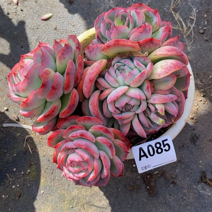 【闪购商品】L**?多肉植物
