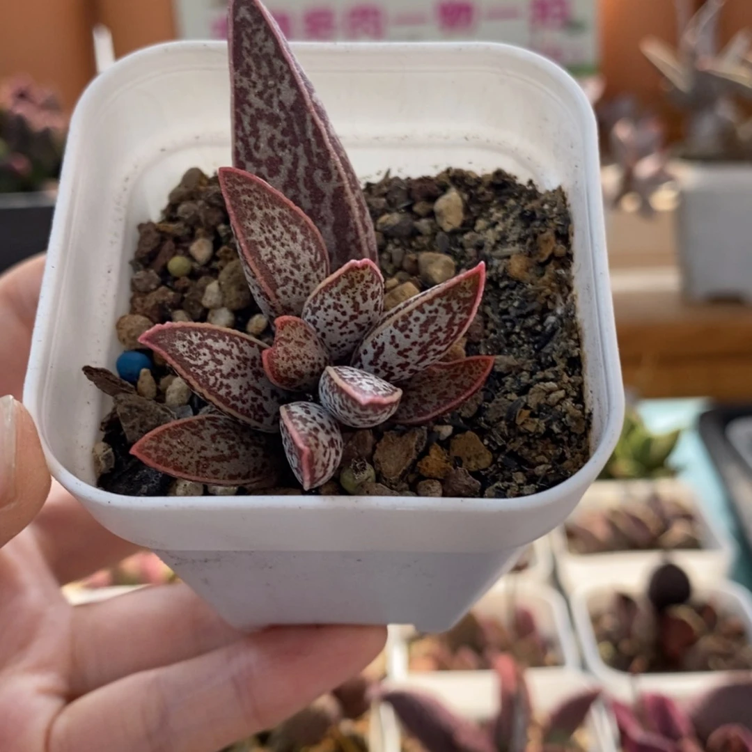 【闪购商品】无花朵红太平