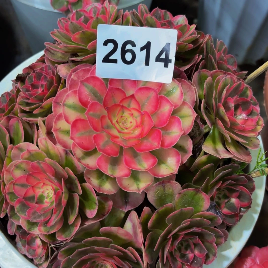 2614多肉植物荔枝