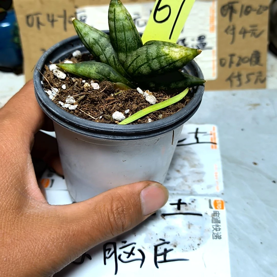 满6元包邮，佛手稀有品种