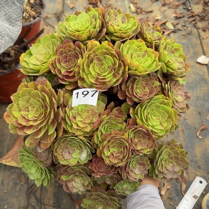 花月夜多肉植物不包损197