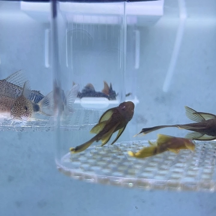 工具鱼鼠鱼大的一条397一条绿龙大帆一条