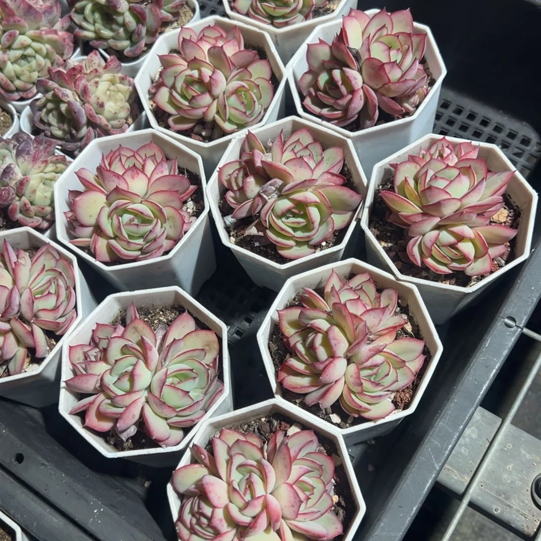 三头精控牡丹亭群 到手1颗量拍多肉满18包邮