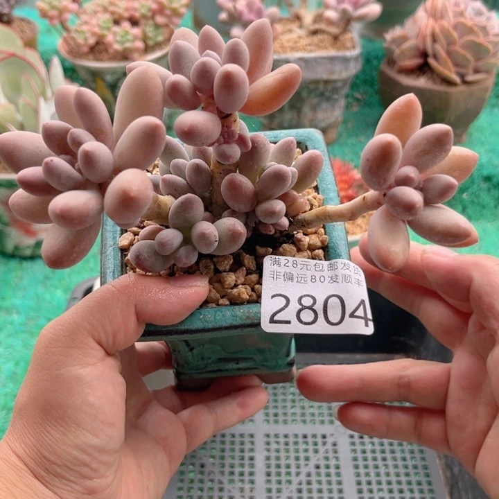 大2804，vcvvbvvvv