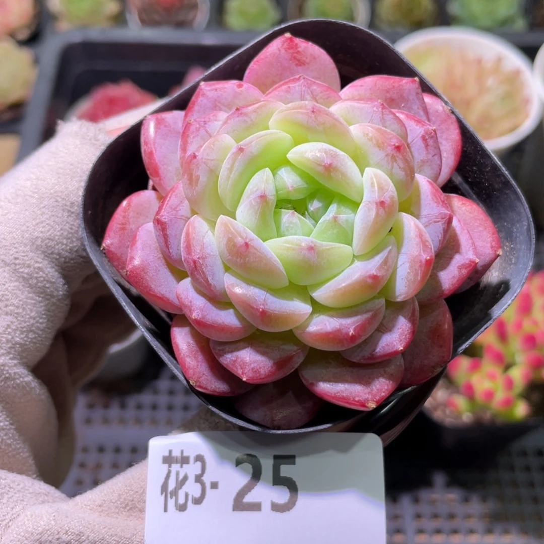 花利美3-25白桃汽水