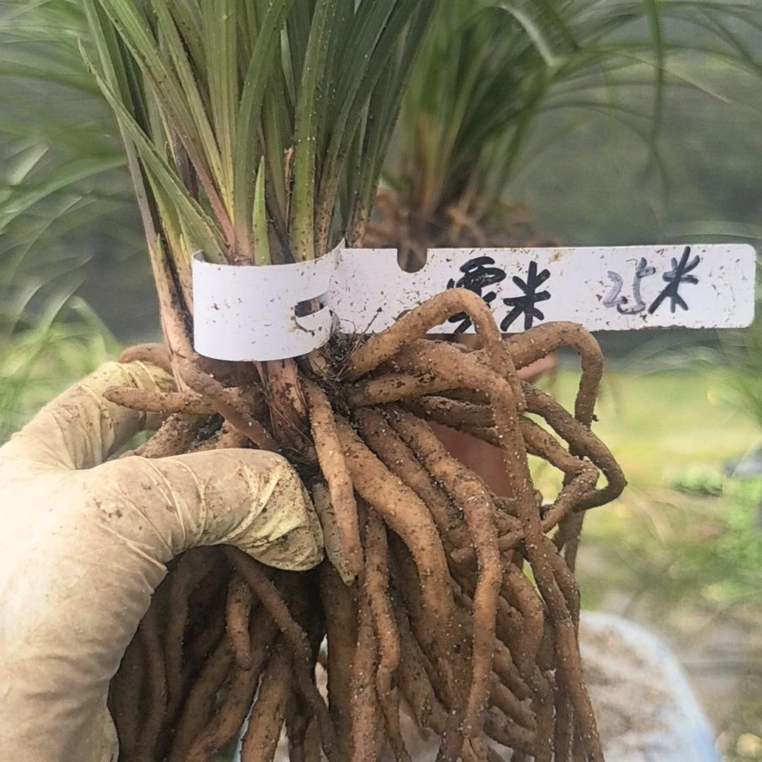完全开放惠兰红香妃浓香型