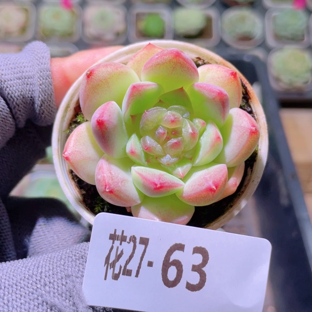 花利美27-63新品