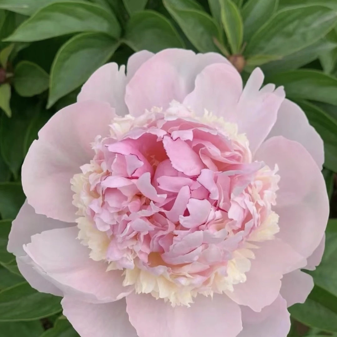 【天使脸颊】进口重瓣观赏芍药