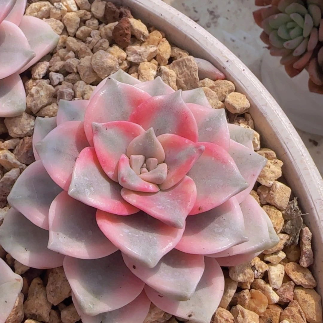 【闪购商品】紫乐锦