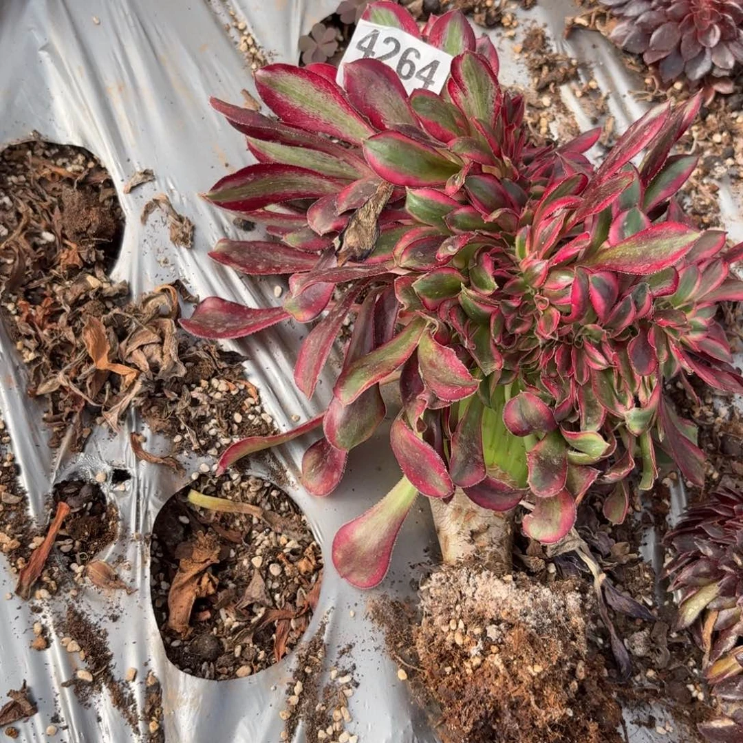 嗯4264 号法师多肉植物特价