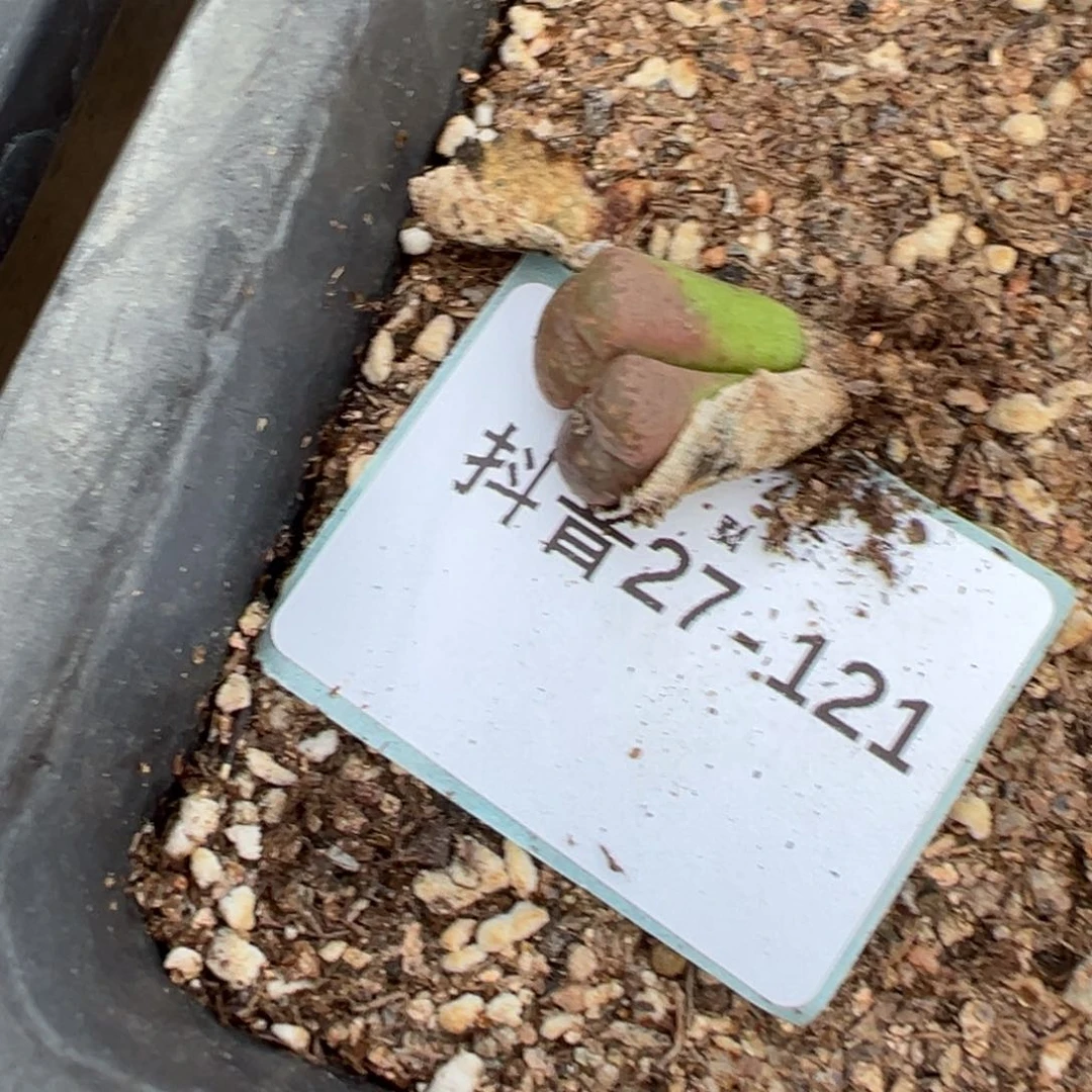 27-121肉锥多肉植物