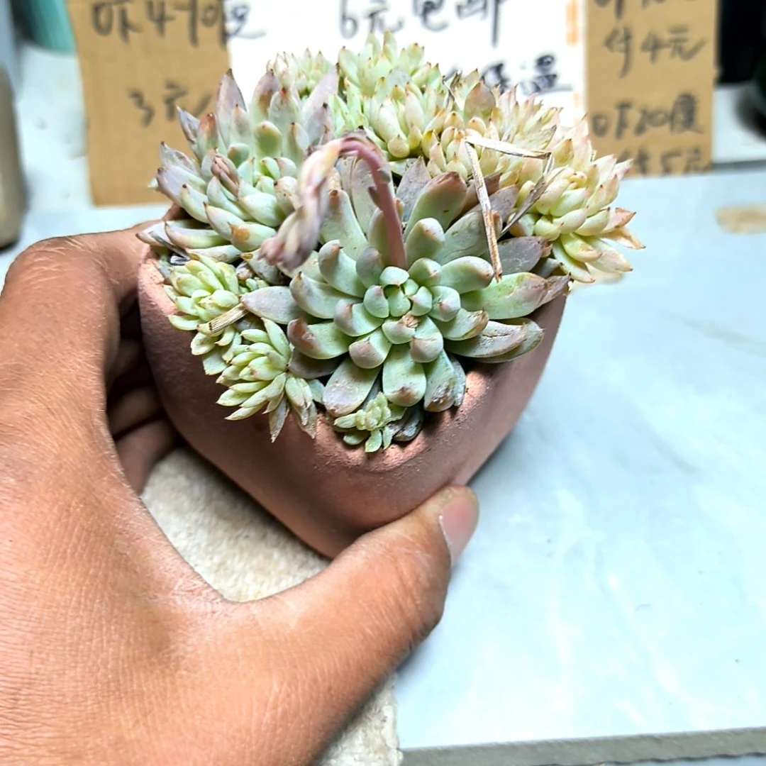 满6元包邮，#白线群