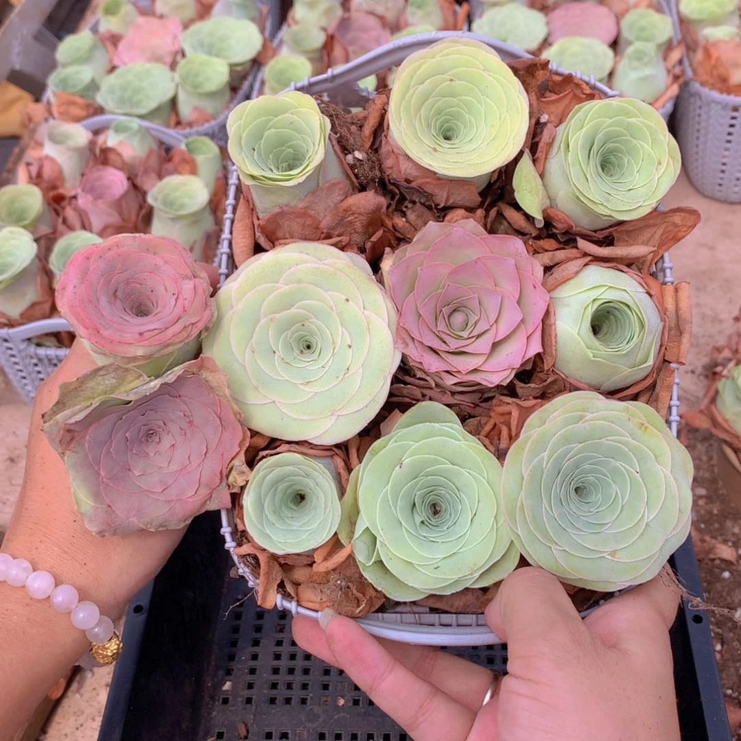 9颗大单头送2颗量拍