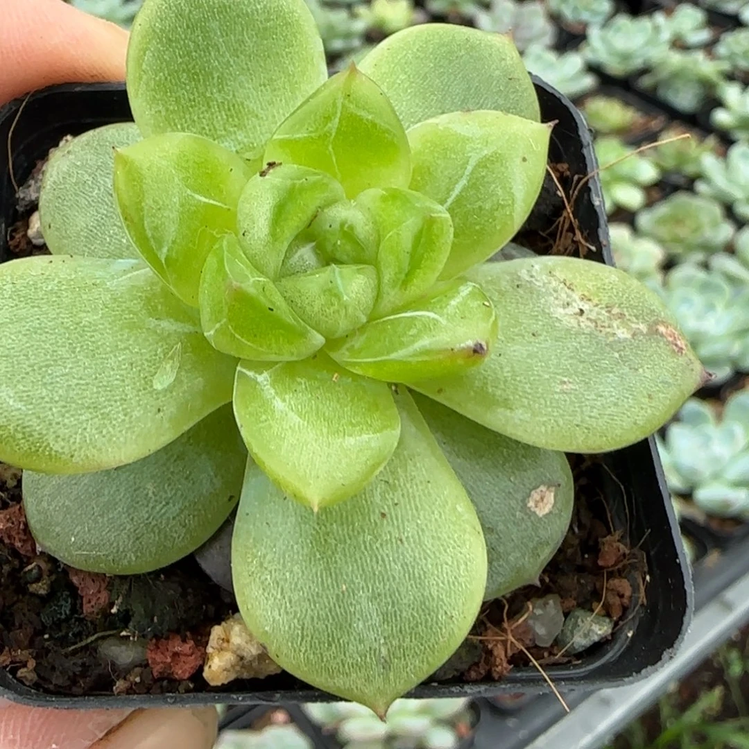 小卡拉米糖心一物一拍