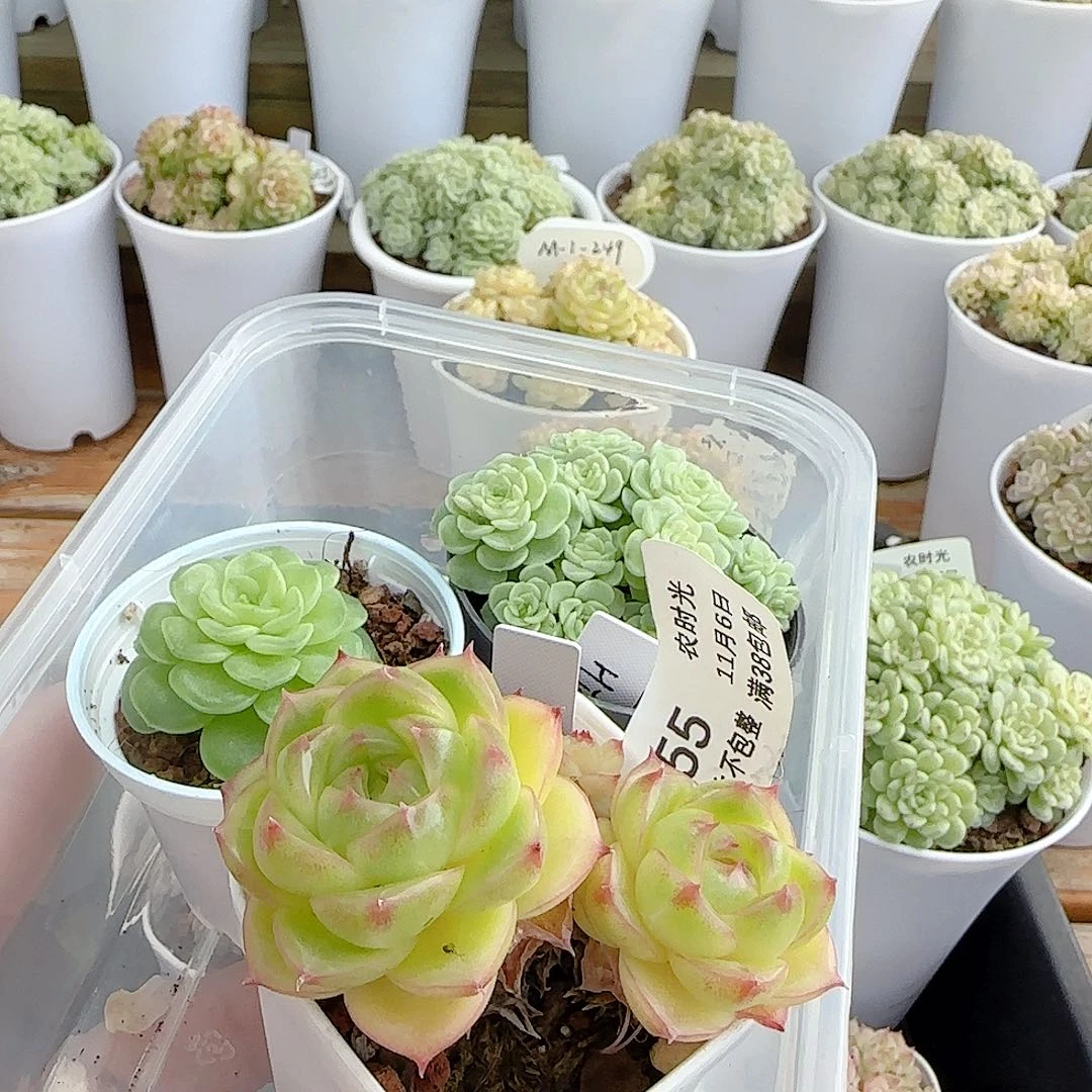 1106-55（打包）三颗