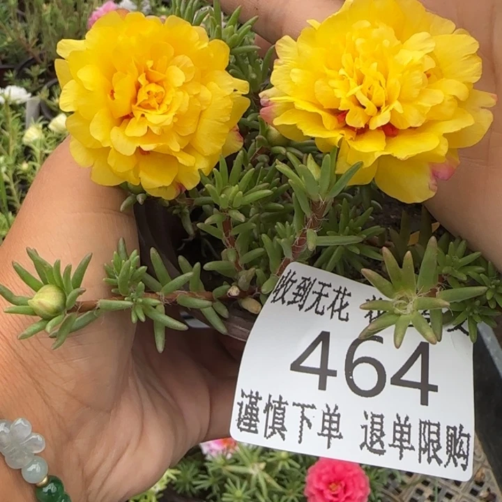 无花朵464超小苗盆口10cm