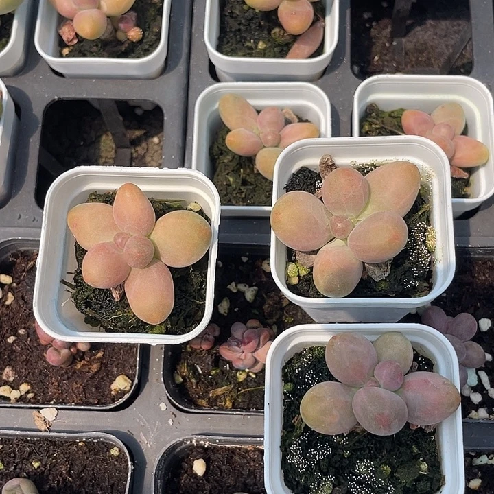 黄色糖果随机发满18包邮