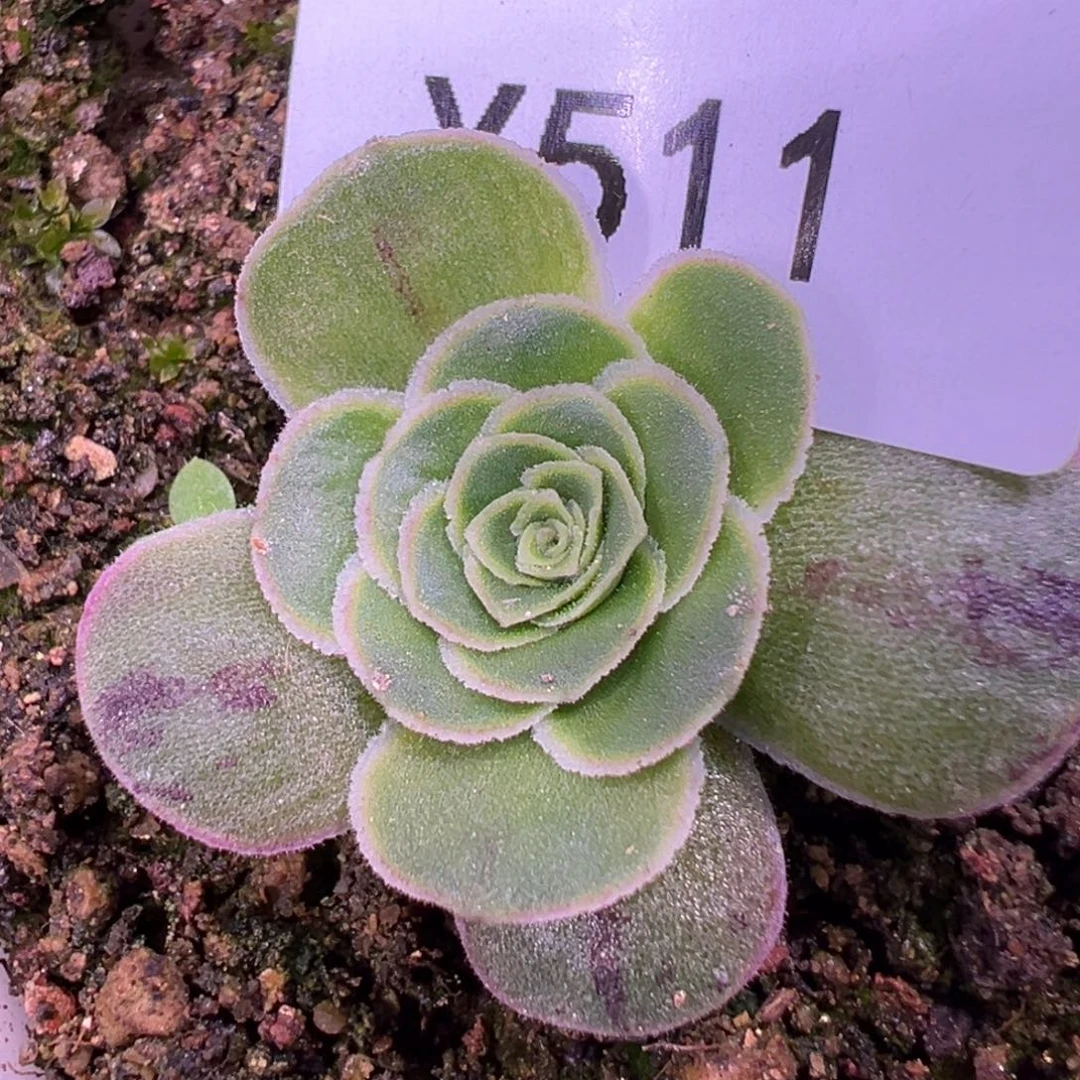 杨511 不染2026