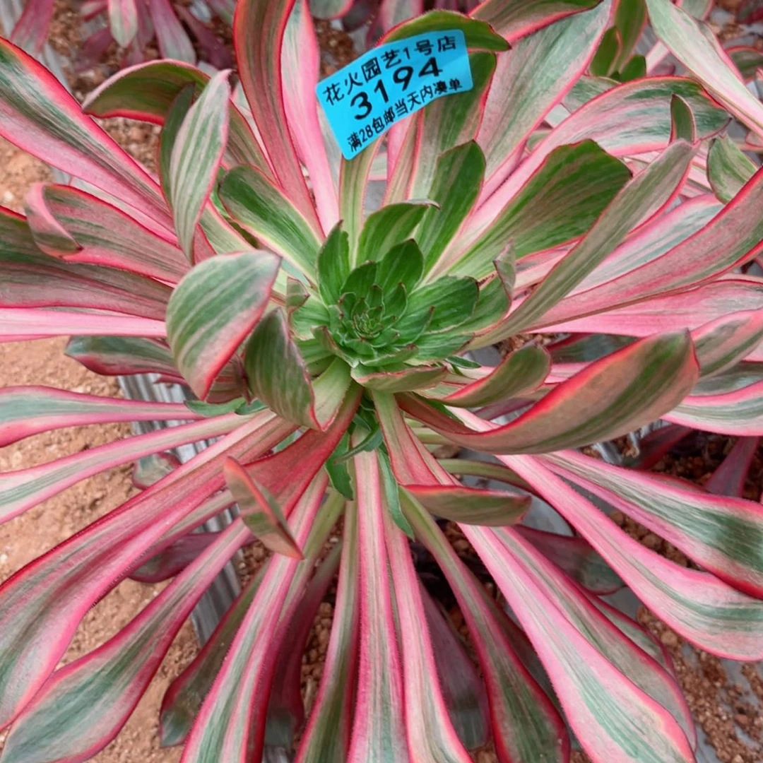 火凤3194多肉植物