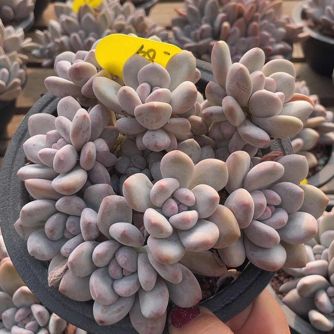 奶酪香水多肉植物