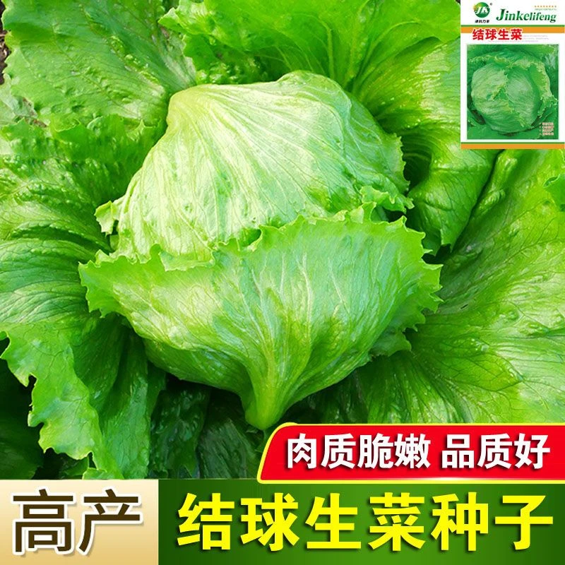 F067结球生菜种子结球种籽圆生菜四季播种蔬菜种子包心菜籽耐低温
