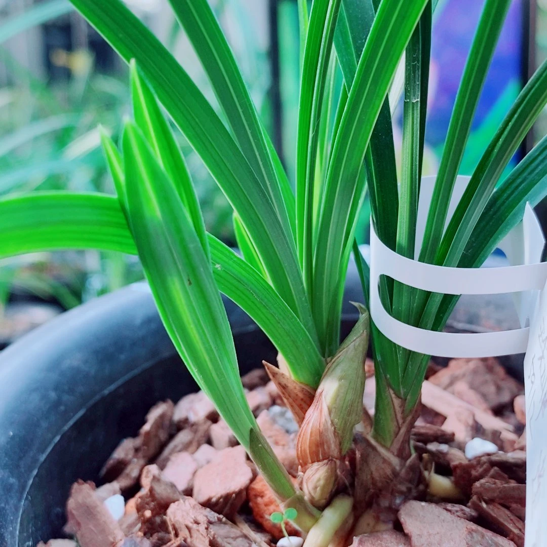 当前无花栽培后可以开花