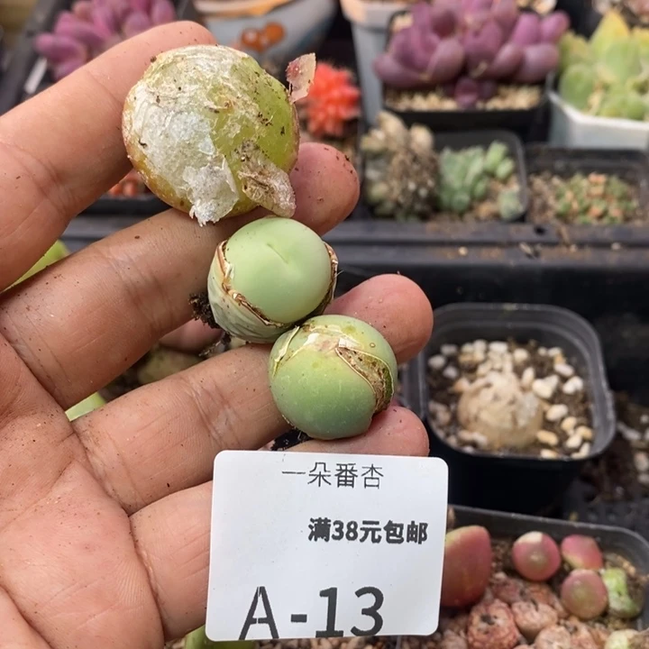 ?*妈256666666699999999
