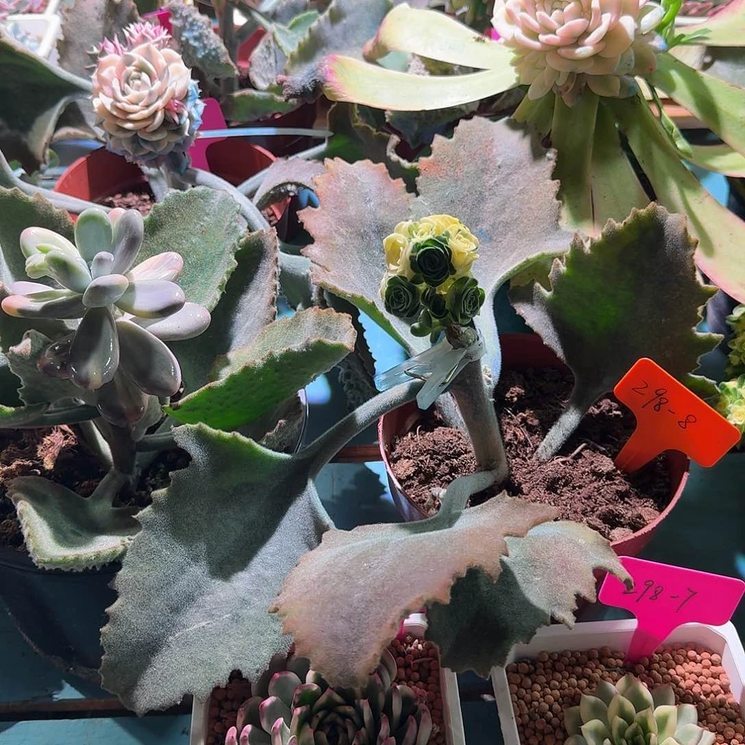 包*抠大转盘转一次，不退不换