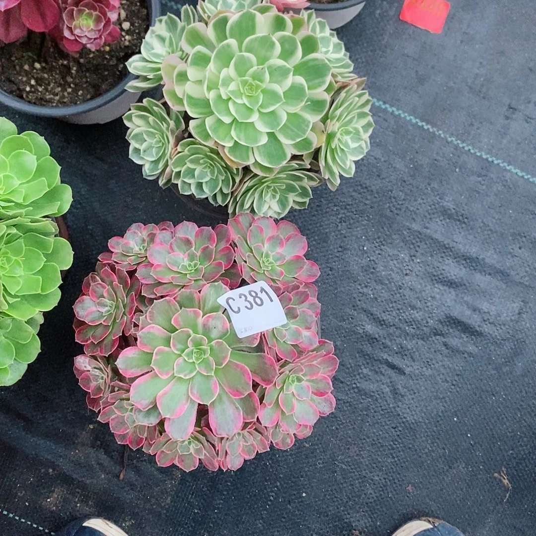 组合381多肉11111