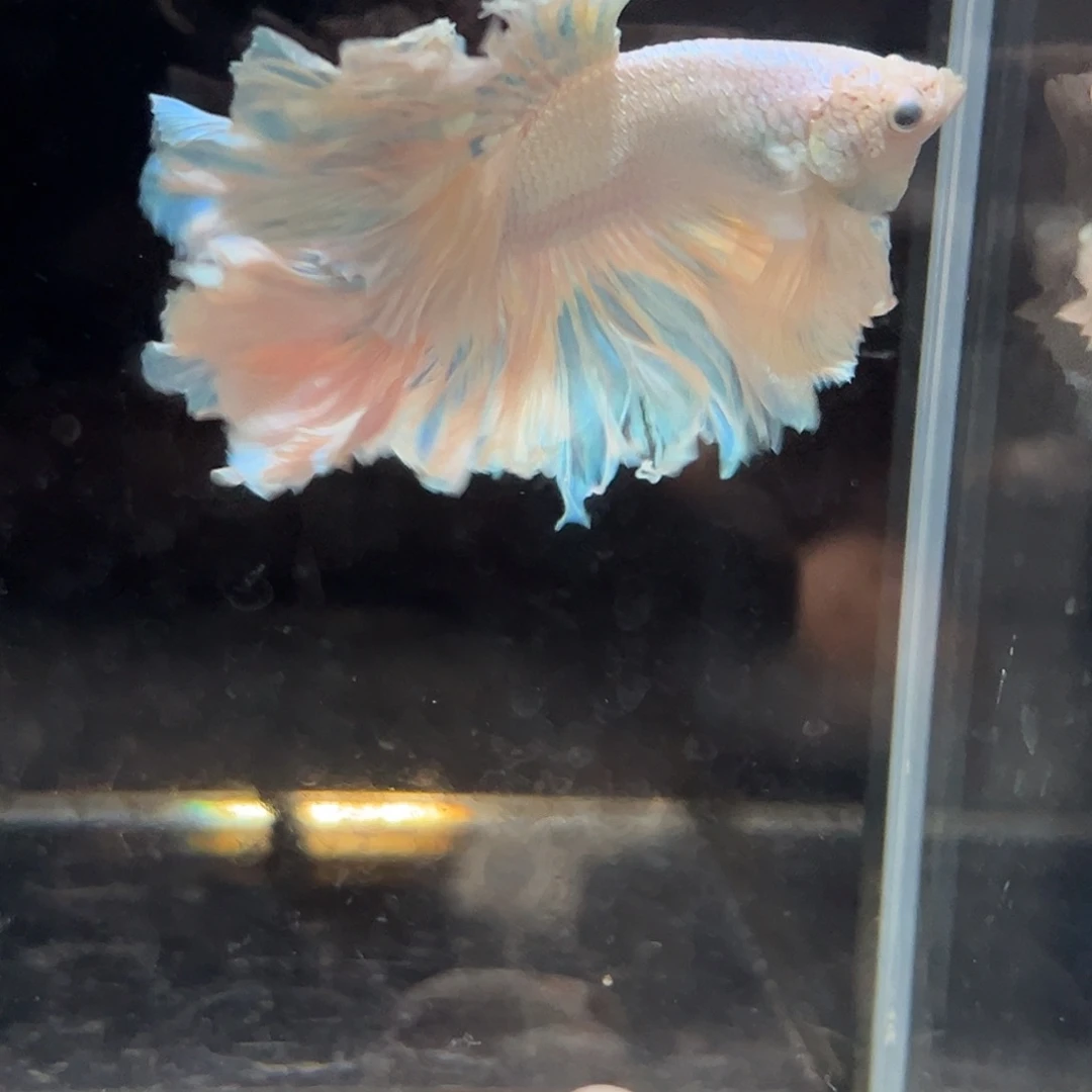 斗鱼15号限时8折促销（已打折）