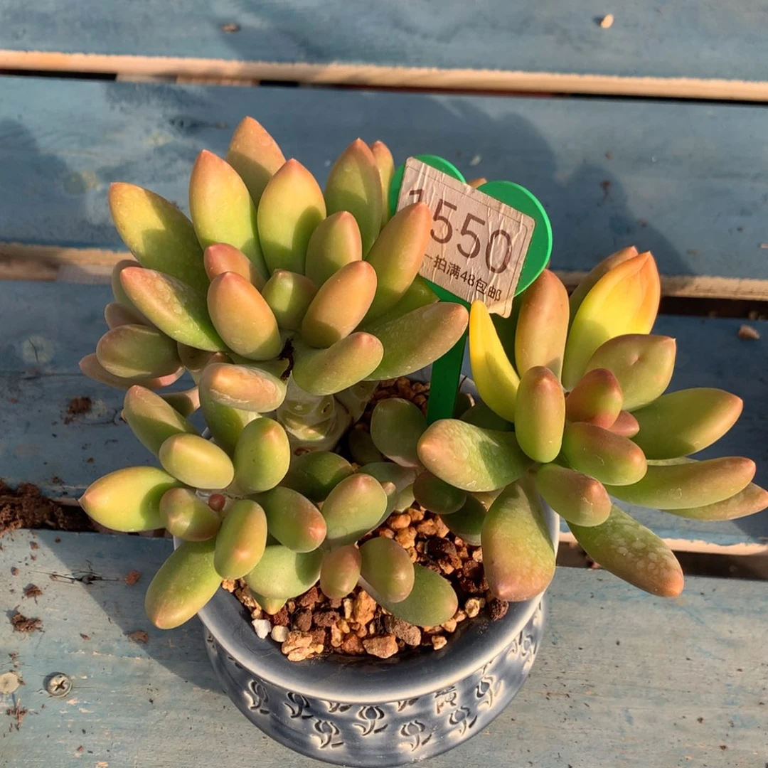 芒果奶无砍老桩1550