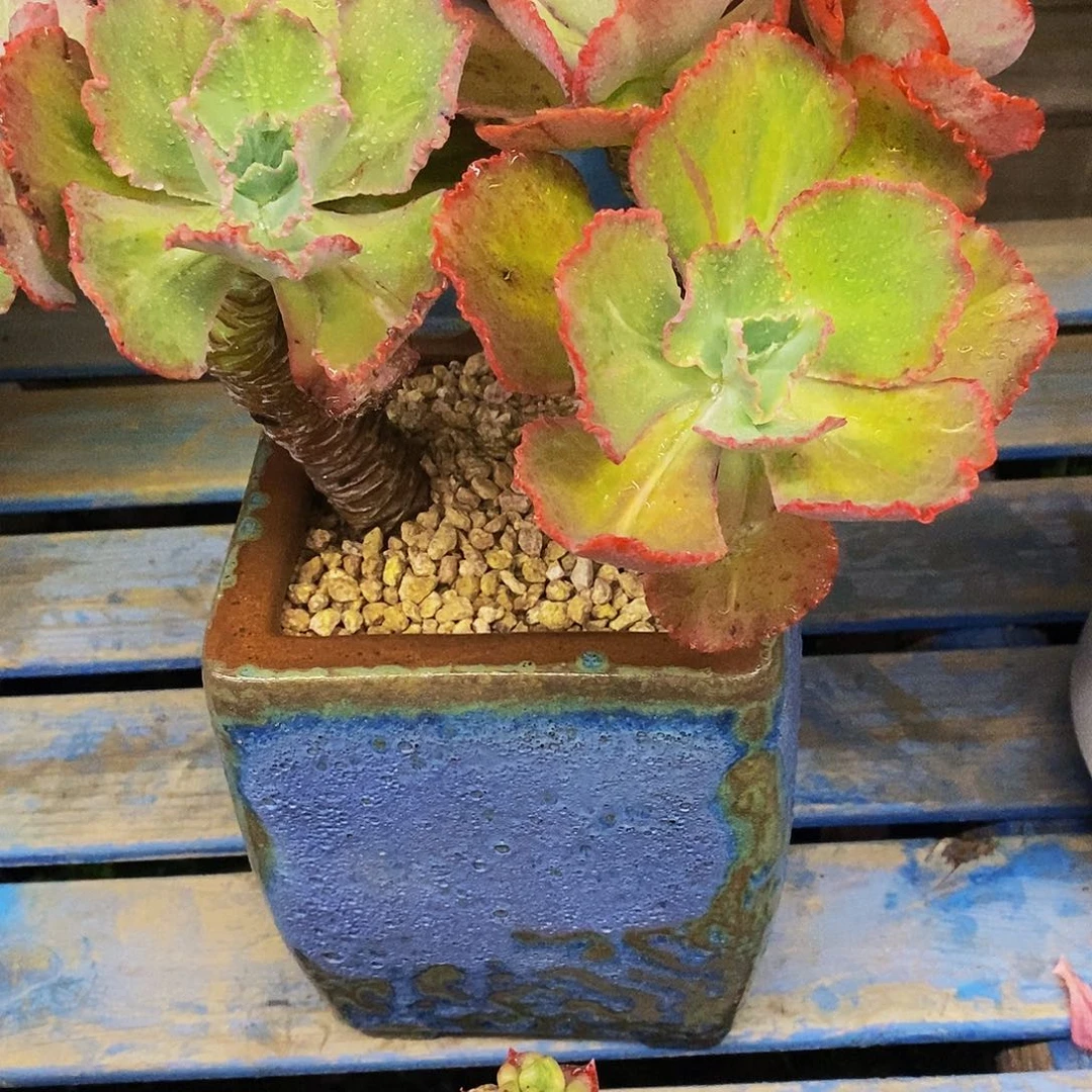 小*老桩包菜多肉植物