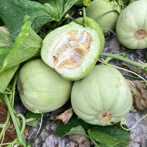 【顺丰包邮】本地甜瓜 梨瓜 甜宝正宗萍乡味道