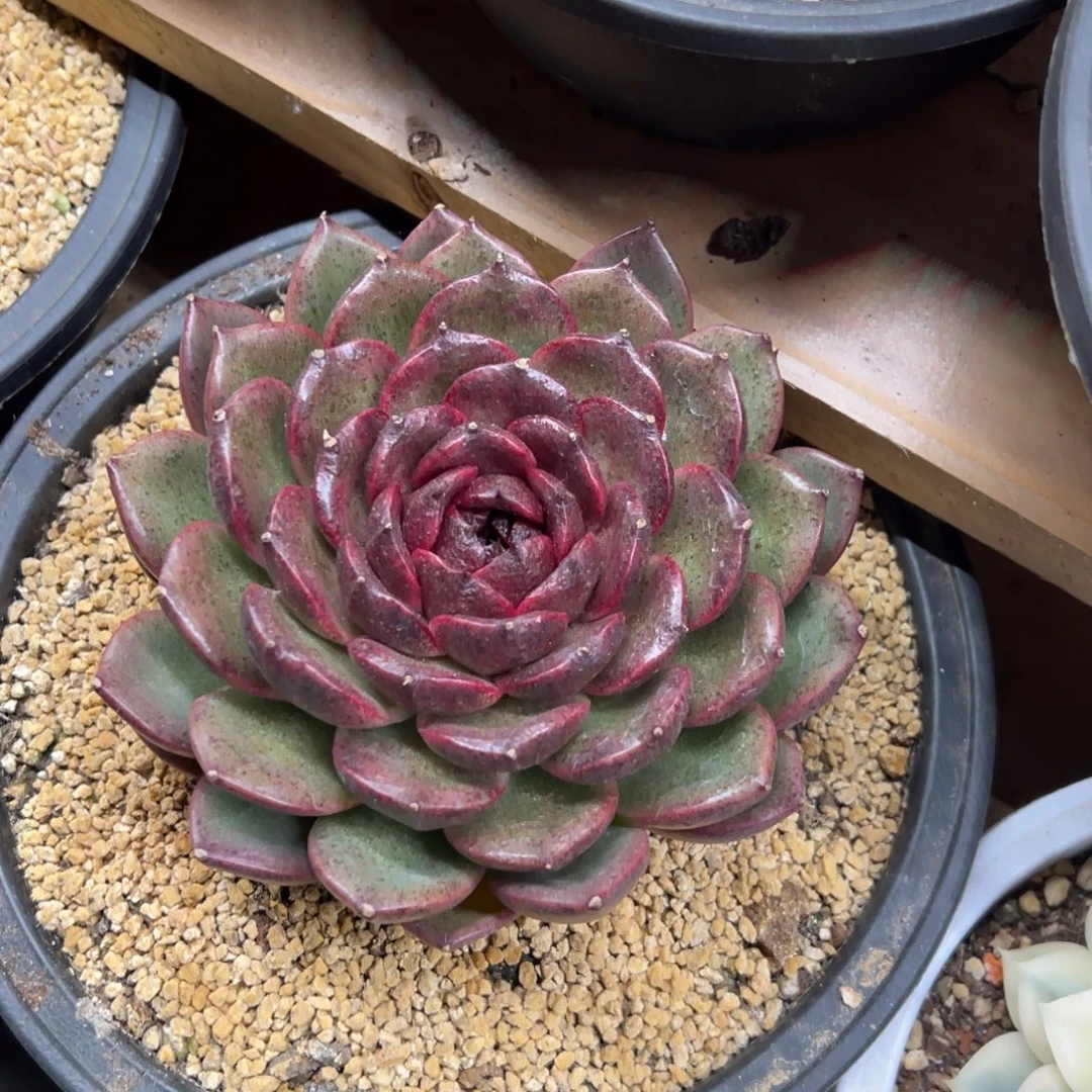 黑水晶 单头 夏鸣园艺