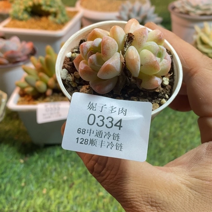 0334啊啊啊啊啊啊啊啊啊