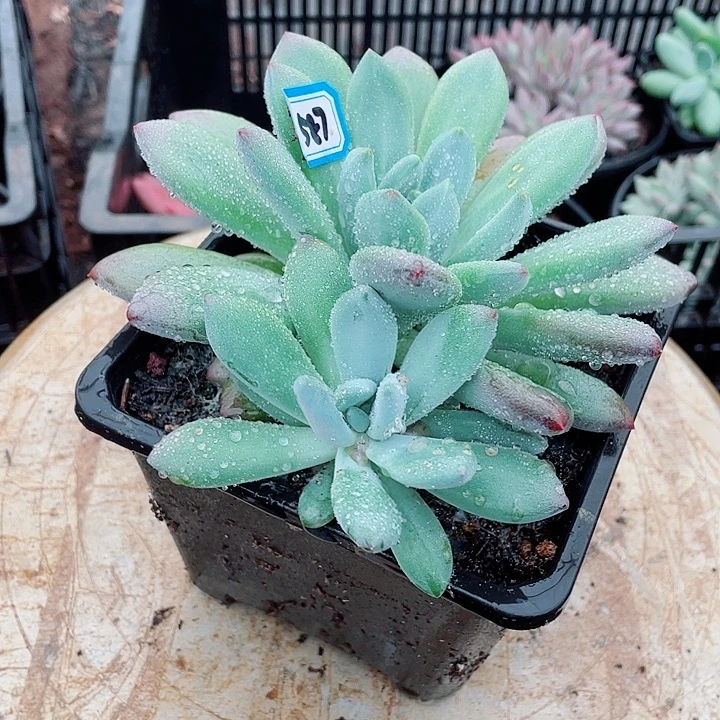 587 美人一物一拍多肉