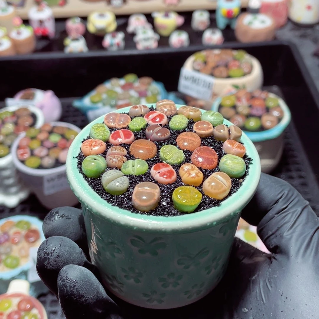 w9043--带盆土发货，零下地区拍保温箱