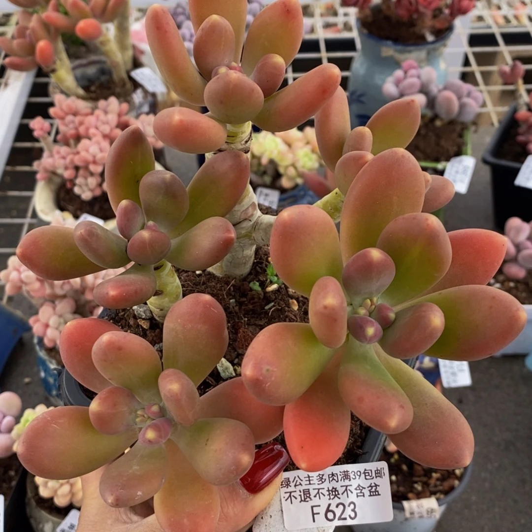 金蟾623/10cm多肉