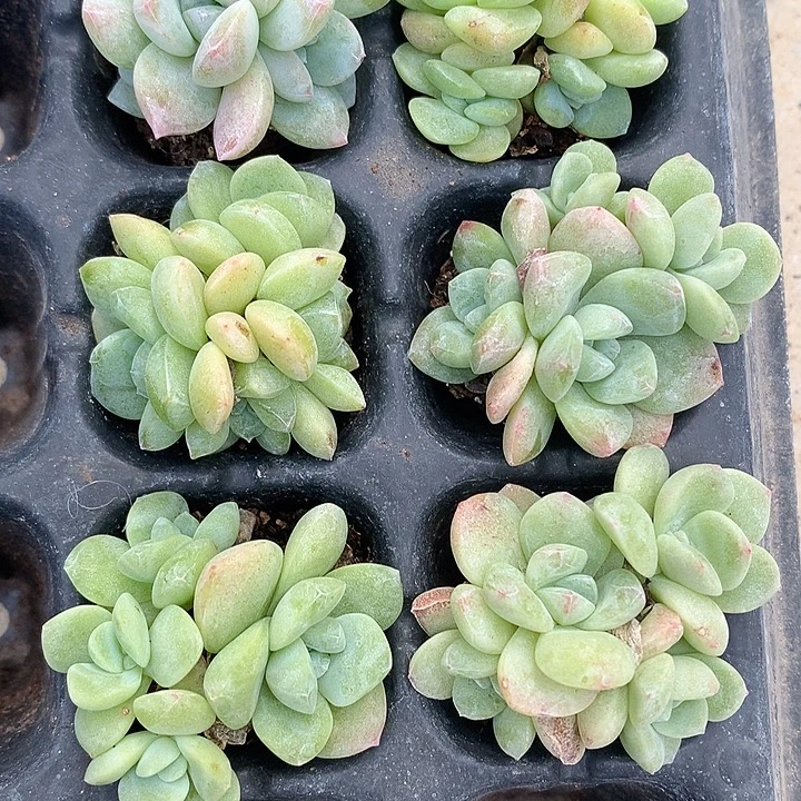 冰玉群生6颗一物一拍
